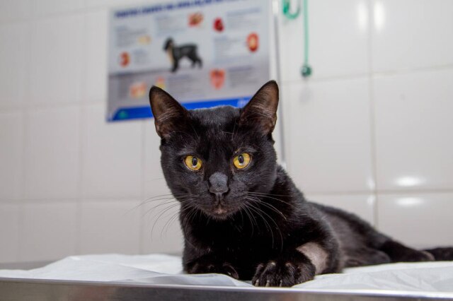 Eduardo Léporo / Arquivo Pessoal Moradores do Edifício Planalto, no centro de São Paulo, se juntaram em uma vaquinha para custear o tratamento do gato Artachinho.