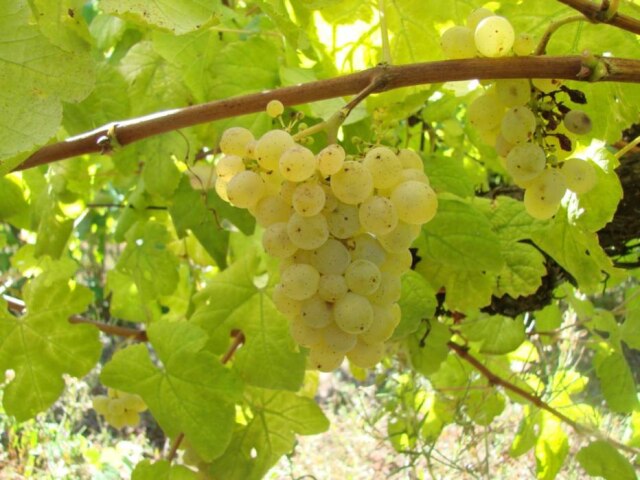 Instituto da Vinha e do Vinho|Divulgação A cepa Donzelinho, natural do Douro