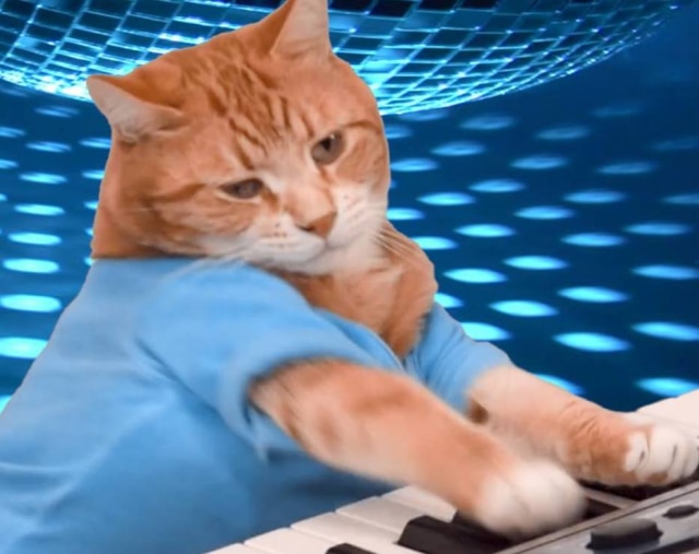Bento, o segundo Keyboard Cat, morreu aos 9 anos de idade.