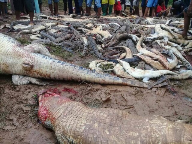 Olha Mulalinda / Antara Foto / via Reuters Crocodilos mortos por moradores revoltados na Indonésia.