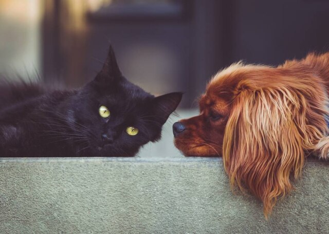 StockSnap/Pixabay Cães e gatos podem se sentir ameaçados com barulhos e reunião de muitas pessoas.