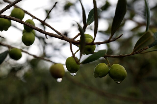 Hélvio Romero/Estadão Colheita de azeitonas na Serra da Mantiqueira