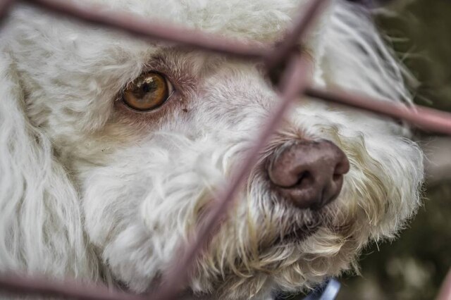 Pixabay Maus-tratos contra animais passa a ser crime federal nos Estados Unidos.