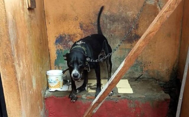 Divulgação/SSP-AM Cão vivia preso a uma corrente curta, o que dificultava sua movimentação.
