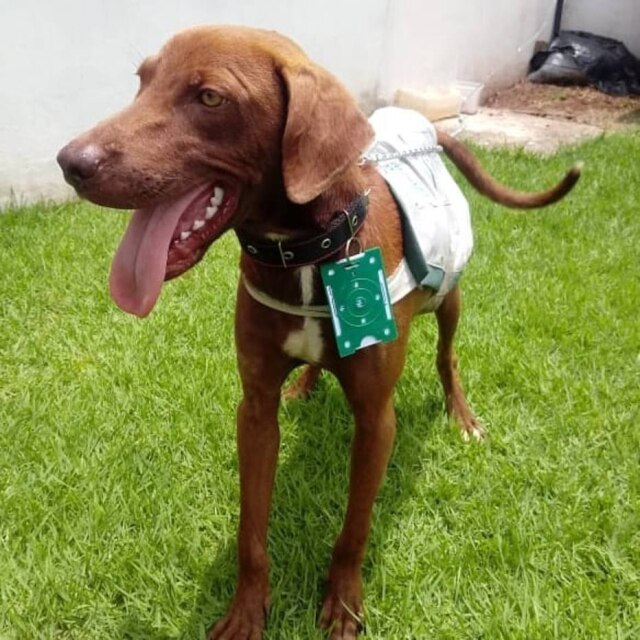 Facebook / @postoprimaverasinop Após ser adotado, Stopa ganhou uniforme e crachá