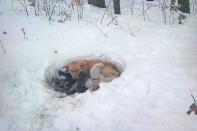 Facebool / Red Lake Rosie’s Rescue Uma cadela cavou um buraco na neve para proteger os filhotes do frio