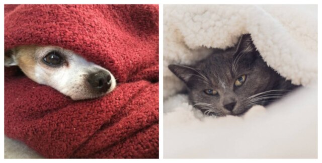Pixabay/ Ebowalker/ Dimhou Peles de cães e gatos também sofrem com as baixas temperaturas do clima.