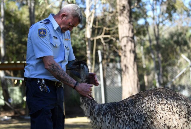 Saeed Khan/AFP Animais foram inseridos ao Complexo Correcional John Morony
