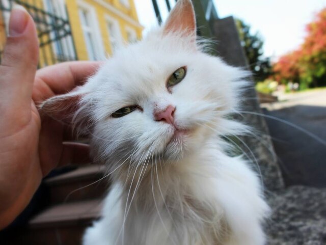 Vnukko/Pixabay Depois da morte, gato de 14 anos teve o corpo preparado para o enterro no Piauí (foto ilustrativa).