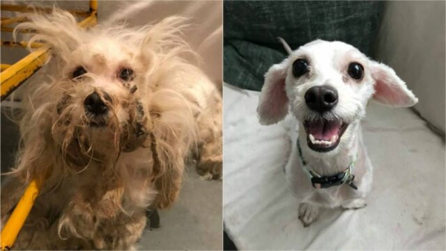 Facebook/ @TrioAnimalFoundation Holland foi tosada e agora consegue brincar, correr e andar com mais liberdade