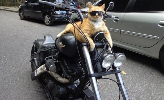 Facebook / @alexandre.goulart.77 Chiquinho pilota uma moto juntamente com seu dono