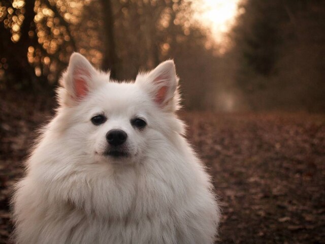 John-Meyer-Pictures/Pixabay Spitz alemão é uma das raças em que a tosa muito baixa pode provocar alopecia.