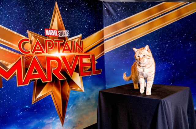 REUTERS/Kyle Grillot O gato Reggie, que 'interpreta' Goose em 'Capitã Marvel'.