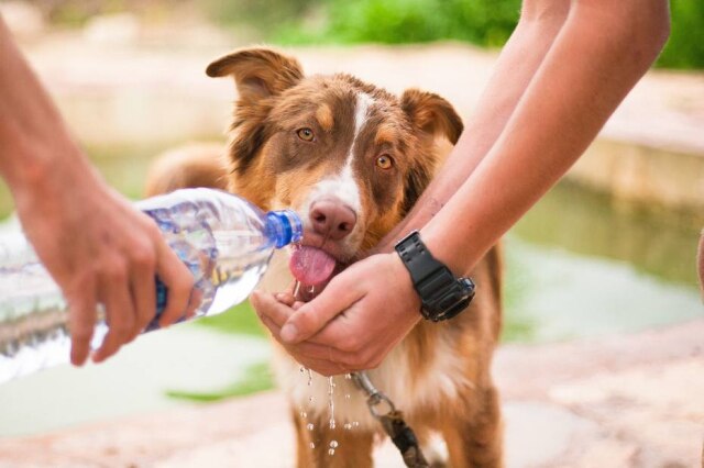 MatanVizel/Pixabay Cachorros também precisam ser estimulados a beber água, além de consumir ração de boa qualidade.