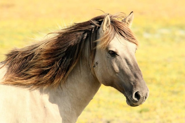 Pixabay A internet está emocionada nesta quarta-feira, 4, com a história de amizade entre um vaqueiro paraibano e um cavalo. Wagner Figueiredo de Lima cuidava de Sereno há oito anos, e parece que a parceria entre os dois também representava muito para o animal. No velório de Wagner, que morreu em um acidente de moto na madrugada do dia 1, o cavalo emocionou muita gente ao deitar a cabeça sobre o caixão.