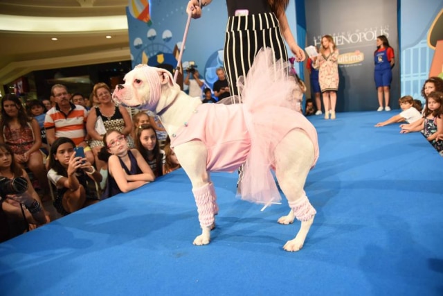 Luciana Prezia/Divulgação A cachorrinha Loren ficou em 2º lugar no ano passado no quesito originalidade.