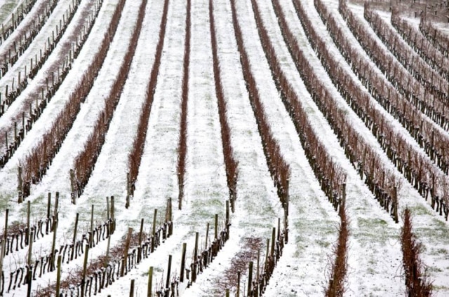 Philippe Roy|AFP Vinhedos de Fronsac, em Gironde, Bordeaux, que teve a pior geada do século na última semana