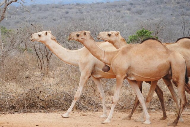 Pixabay Camelos causam engarrafamento ao acasalar no meio de estrada em Dubai