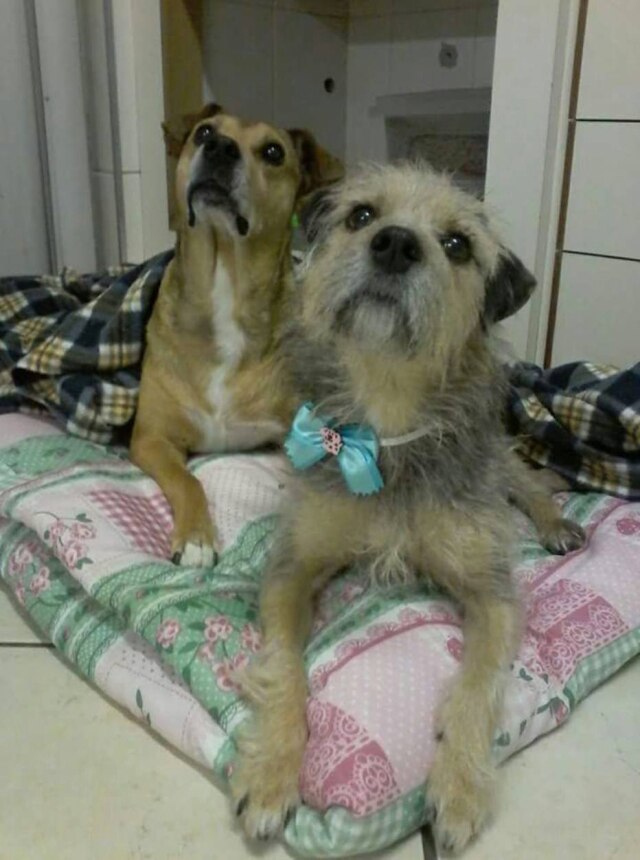 Andrea Mussato / imagem cedida de arquivo pessoal Vitória é muito amiga de Negão, um cachorro idoso e muito rabugento que ficou mais sociável após conhecer a cadelinha.