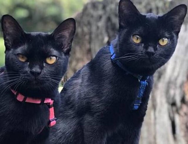 Patrícia Rober/Divulgação Gatos da raça Bombay que atuam na próxima novela da Globo 'O Sétimo Guardião'.