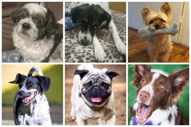 Adriana Pelege/ Camila Tuchlinski/Instagram/@rodrigo.agnelli Expressões faciais em cachorros são semelhantes às emoções dos humanos, revela especialista Armando Moucachen Sant'Anna.