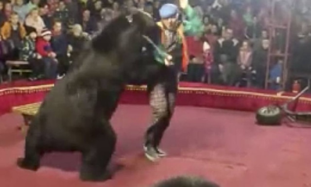 Galina Guryeva via AP Urso ataca treinador durante número de circo na Rússia.