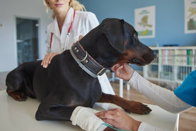 FreePik De acordo com a consultora comportamental de cães e gatos, Luiza Cervenka, idas constantes ao veterinário, aplicações de injeções e medicamentos em excesso, podem trazer estresse ao animal doente.