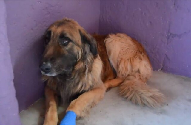 https://www.facebook.com/Animalrescuespain Bron demorou muito tempo para deixar as pessoas se aproximarem, mas a equipe estava pronta para registrar o momento do primeiro carinho.