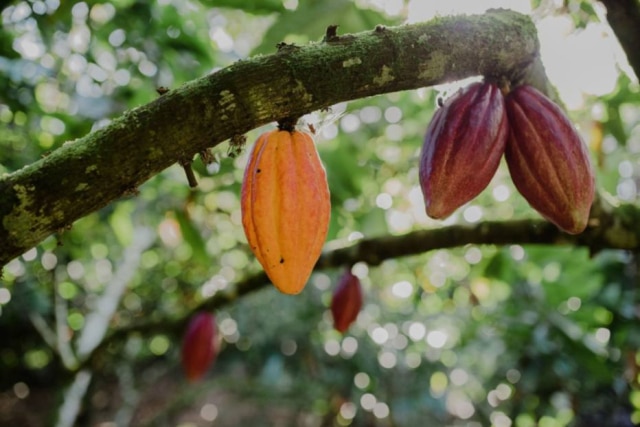 Ana Lee Cacaueiro, árvore onde todo o processo de produção de chocolate começa