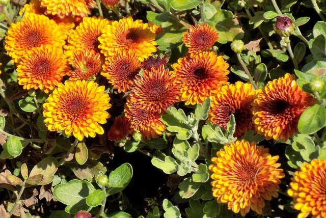 Pixabay Flores crisântemo.