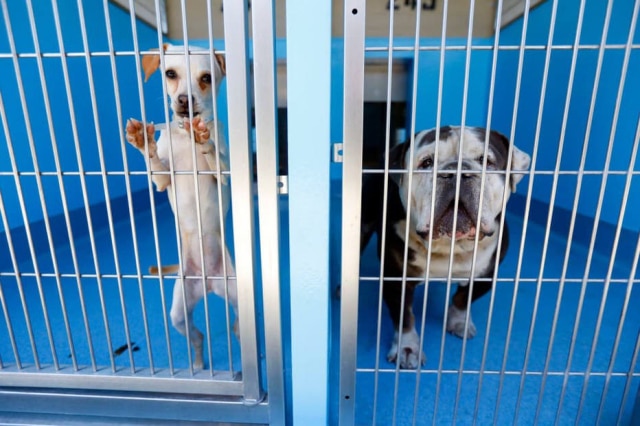 Patrick T. Fallon/The Washington Post Uma ONG nas Filipinas está promovendo encontros de Dia dos Namorados entre pessoas e possíveis cachorros a serem adotados