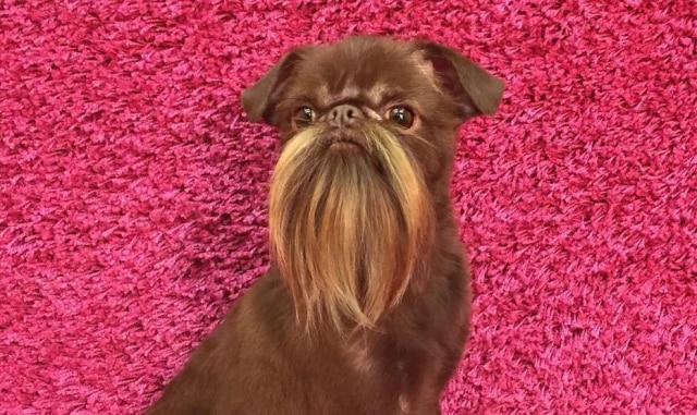 Instagram / @petite.griffon.nuts Filhote tem conta no Instagram e chama atenção nas ruas pelo formato de seus pelos faciais.