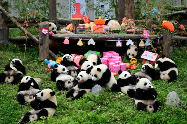 China Daily/ REUTERS Filhotes de panda gigante nascidos em 2018 comem e brincam durante uma comemoração de aniversário em grupo na base de panda Shenshuping em Wolong, província de Sichuan, China