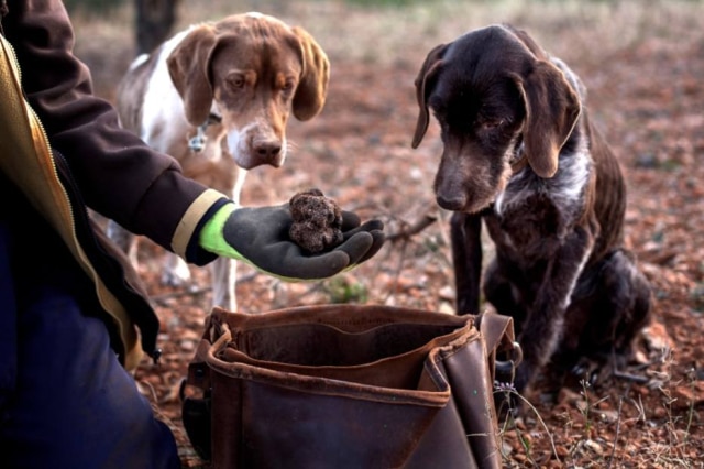 Arnau Bach|The New York Times Cachorros com olfatos sensíveis são treinados para encontrar trufas, que nascem nas raízes de árvores.