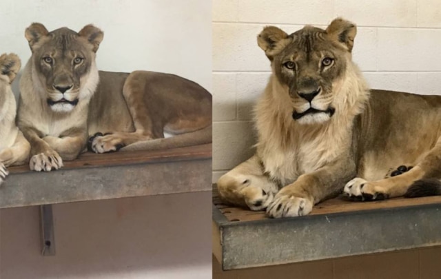 Mandi Sorenson/Oklahoma City Zoo and Botanical Garden Bridget, uma leoa de 18 anos que vive no zoológico de Oklahoma City, nos EUA, está intrigando os veterinários após ter criado uma juba