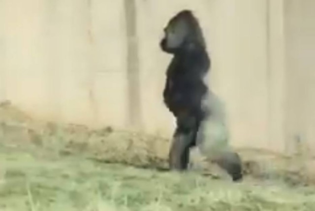 Twitter / @phillyzoo Gorila de zoológico da Filadélfia andando sobre duas patas.