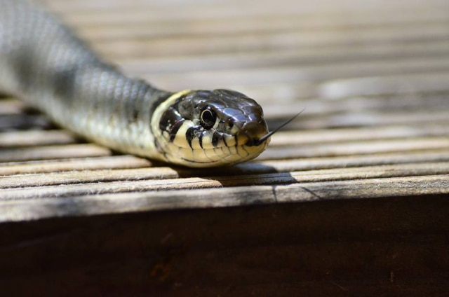 Huskyherz/Pixabay Cabeça estava no jardim da casa e atacou homem depois de morta.