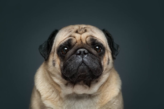 Alexander Khokhlov e Veronica Ershova / imagem cedida pelos fotógrafos 'The Dog Show' é uma série de fotografias feitas pelo casal de fotógrafos russos Alexander Khokhlov e Veronica Ershova.