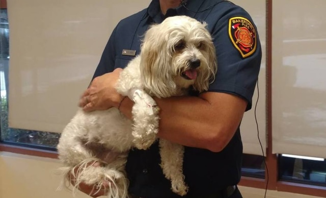 Facebook.com/BakersfieldFire/ Um cachorro foi salvo de um incêndio graças a uma máscara de oxigênio especial doada por escoteiras.