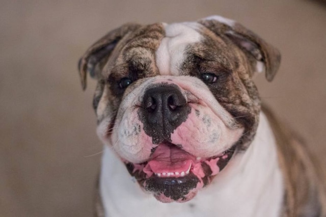Pixabay Um bulldog ganhou uma festa surpresa em um bar na Irlanda e fez sucesso no Twitter. Imagem ilustrativa.