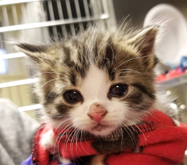 Michigan Humane Society via AP O gatinho Badges, que agora tem uma doença grave, não consegue mais desenvolver suas funções e teve de ser afastado para não afetar outros gatos.