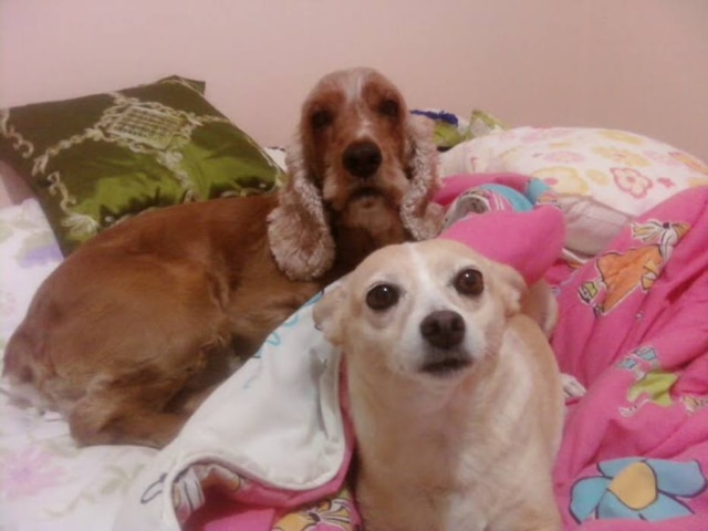 Pixabay Cachorros podem sofrer ao ter de dividir atenção com outro pet.