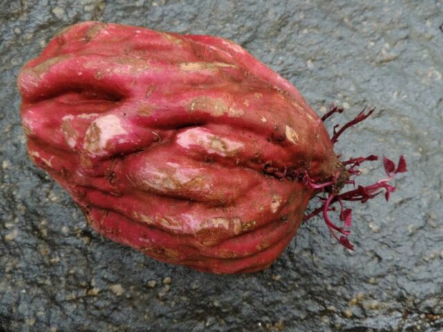 Neide Rigo|Estadão Cada batata pesava em média 1kg, chegando a 2 kg em alguns casos