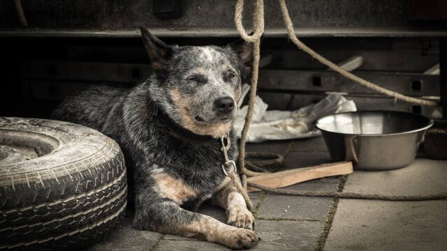 marcfrey-pixabay Cachorros costumam ficar mais quietos e têm menos energia para correr e brincar