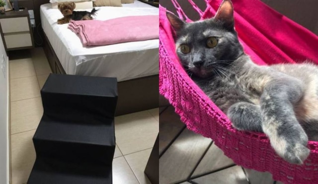 Twitter/@chicoria | Twitter/@anabeatriste Cadelinha ganhou suporte para subir na cama e gata foi presentada com uma rede feita sob medida; o resultado foram publicações que viralizaram na web