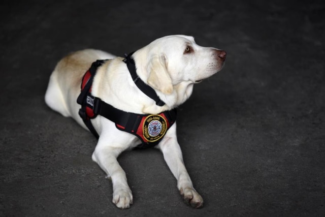 AFP Photo/Johan Ordonez A cadela está ajudando a resgatar crianças na Cidade do México. Na foto, Drago, cachorro que está trabalhando no resgate de vítimas do terremotos na Guatemala.