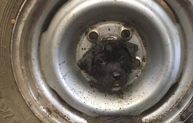Facebook / @bastropcountyanimalcontrolandshelter Filhotinho precisa ser resgatado após ficar com a cabeça presa dentro de um pneu.