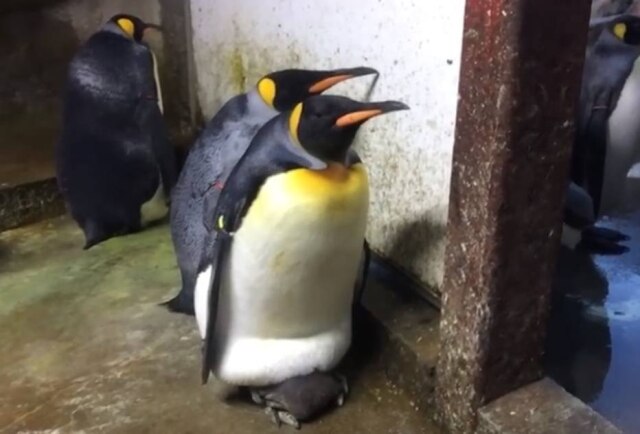 Facebook/OdenseZOO Em um zoológico da Dinamarca, um casal gay de pinguins 'adotou' um filhote quando viu que seus pais estavam ausentes – o que gerou uma grande briga.