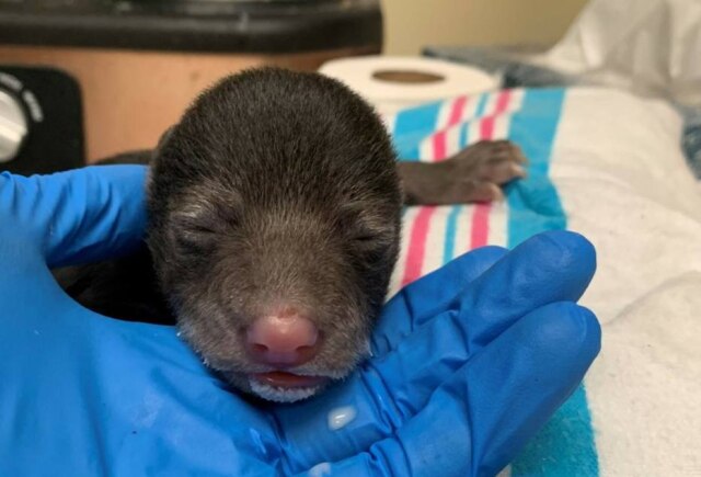 Wildlife Center of Virginia / AP O filhote de urso-negro foi adotado após ser resgatado e receber os cuidados de um centro na Virgínia