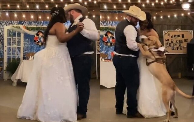 Instagram/ @texasrockhouse Cachorro dançando valsa com os tutores
